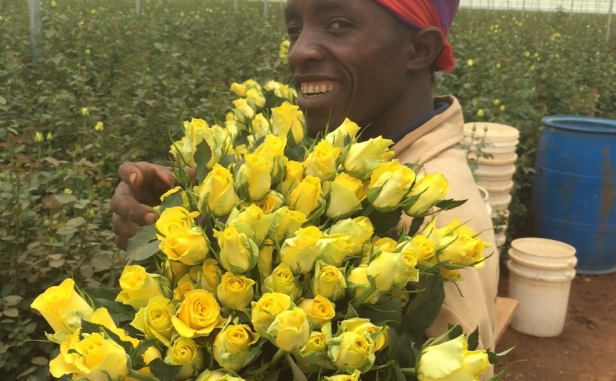 Кенийские желтые розы на цветочном рынке.