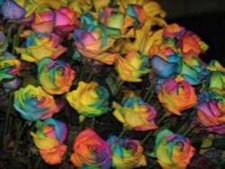 Выведены самые дорогие розы в мире — естественной радужной расцветки