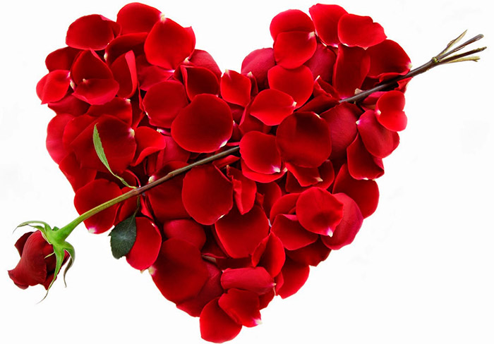 Какие цветы подарить на 14 февраля любимой девушке? Какие цветы символизируют любовь? 
