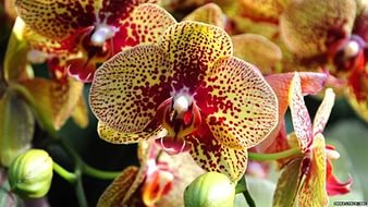 15 удивительных фактов об орхидеи.