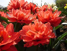Махровые поздние тюльпаны