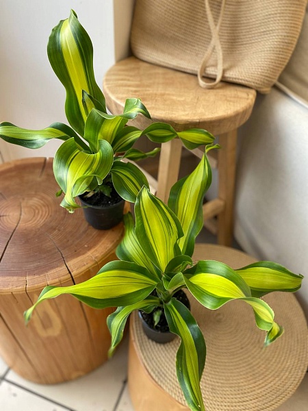 Комнатное растение "Драцена"