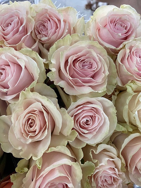 Букет из 25 Эквадорских роз Pink Mondial