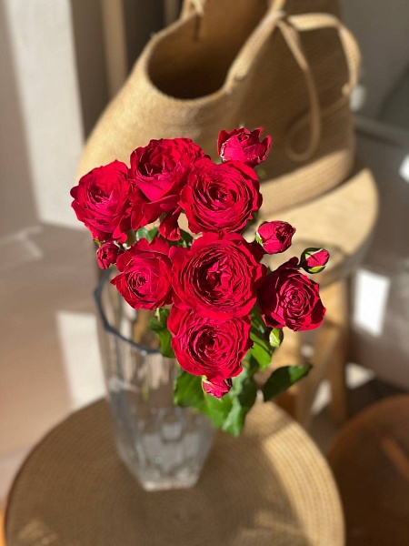 Роза "Скарлет Дименшен" кустовая пионовидная