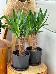 Комнатное растение "Юкка"