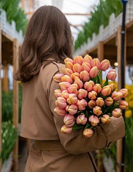 Тюльпан классический лососевый "Mango Charm"