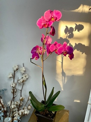 Орхидея "Фаленопсис" 1 стрелка