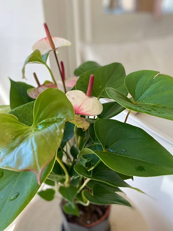 Горшечное растение "Антуриум" (бело-розовый)