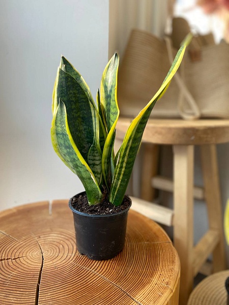 Сансевиерия
