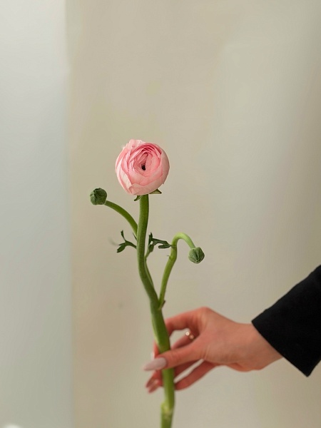 Ранункулюс розовый