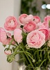 Ранункулюс розовый