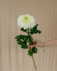 Хризантема одноголовая белая "Магнум"