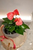 Горшечное растение "Антуриум"  (розовый)