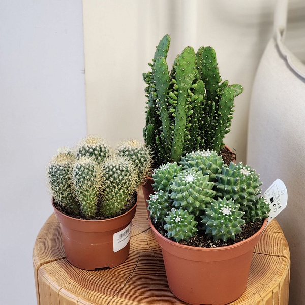 Комнатное растение "Кактус Микс"