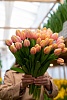 Тюльпан классический лососевый "Mango Charm"