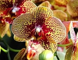 15 удивительных фактов об орхидеи.