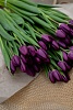Фиолетовых классические тюльпаны "Purple lady "
