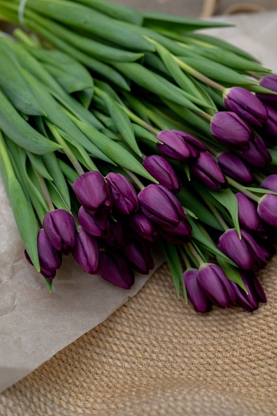 Фиолетовых классические тюльпаны "Purple lady "