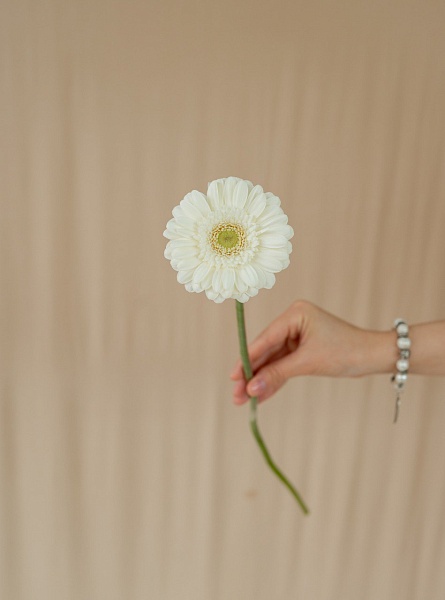 Мини гербера белая