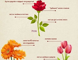 Как выбрать свежие цветы на 8 Марта и 14 февраля?