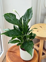 Спатифиллум  "Даймонд Вариегата"