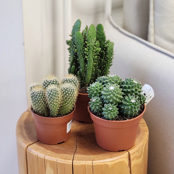 Комнатное растение "Кактус Микс"