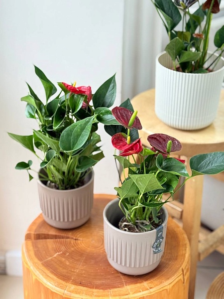 Горшечное растение "Антуриум Динамит Рэд"