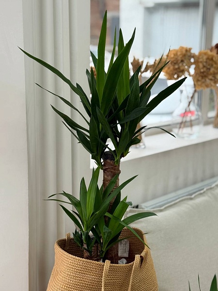 Декоративнолистное растение "Юкка 2Д"