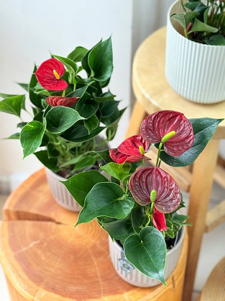 Горшечное растение "Антуриум Динамит Рэд"