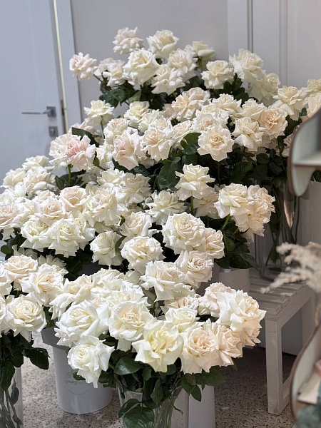 Французская роза белая