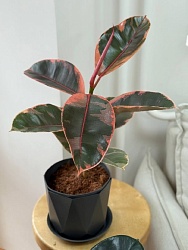 Комнатное растение Фикус "Белиз"