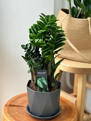 Комнатное растение Замиокулькас "Зензи"