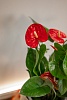 Горшечное растение "Антуриум" (красный)