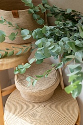 Эвкалипт веточка