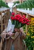 Букет из 31 красного классического тюльпана под ленту