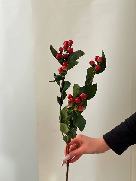 Гиперикум красный