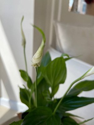 Горшечное растение "Спатифиллум" (Белый) 