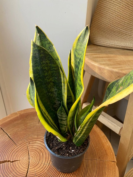 Сансевиерия