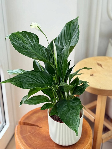 Спатифиллум  "Даймонд Вариегата"