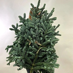 Нобилис (банч, оптом)