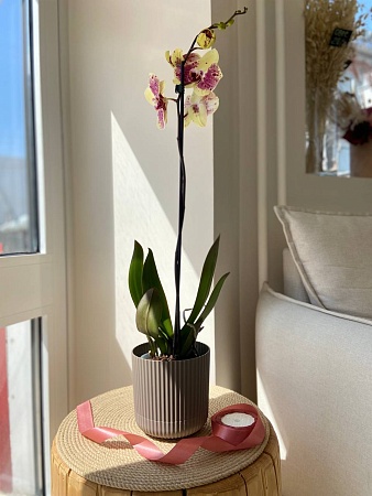 "Орхидея Фаленопсис" (яркий микс) 1 стрелка