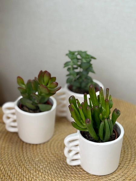 Крассула в керамическом кашпо 