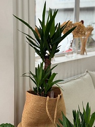 Декоративнолистное растение "Юкка 2Д"