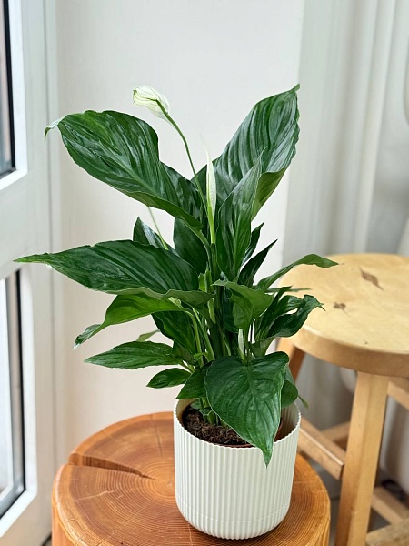 Спатифиллум  "Даймонд Вариегата"