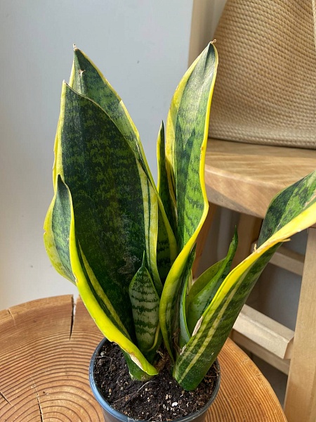 Сансевиерия