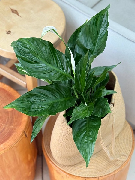 Спатифиллум  "Даймонд Вариегата"