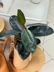 Фикус Абиджан