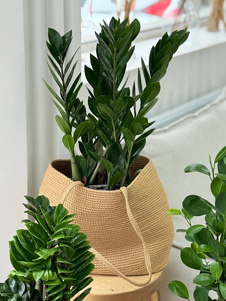 Горшечное растение Замиокулькас 