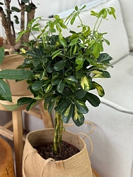 Шеффлера "Голд Капелла Твист"