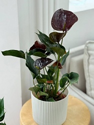 Антуриум "Челси Шоколад"